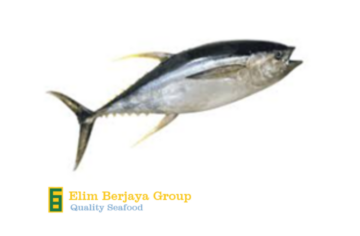 yellowfintuna